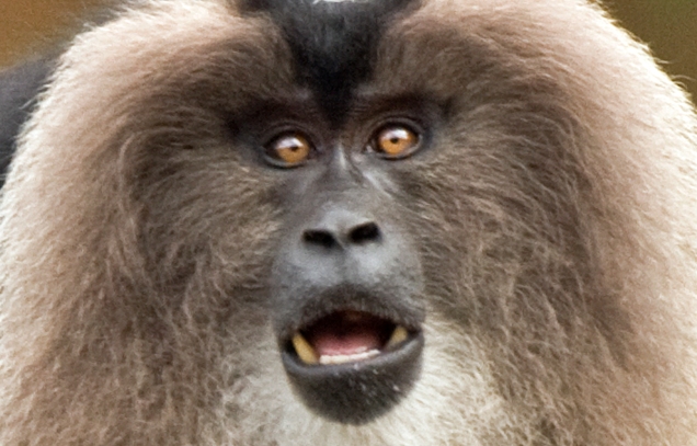 Ein apekatt av denne typen er på rømmen i Nord-Irland. Foto: N. A. Naseer/Creative Commons - http://ml.wikipedia.org/wiki/%E0%B4%AA%E0%B5%8D%E0%B4%B0%E0%B4%AE%E0%B4%BE%E0%B4%A3%E0%B4%82:Lion-tailed_macaque_2_by_N_A_Nazeer.jpg